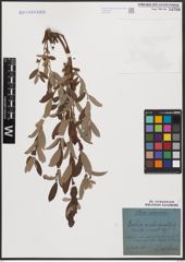 Foto von Salix aurita L. x Salix repens L.